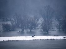 Počinje evakuacija krava i konja sa Krčedinske ade