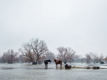 Počinje evakuacija krava i konja sa Krčedinske ade