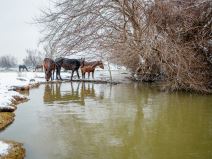 Počinje evakuacija krava i konja sa Krčedinske ade