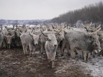 Evakuacija životinja sa Krčedinske ade (1).jpg