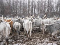 Počinje evakuacija krava i konja sa Krčedinske ade