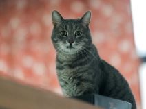 animal_rescue_rakovica_azil_za_životinje_mačke_stefan_stojanović_ (8).jpg