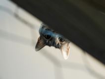 animal_rescue_rakovica_azil_za_životinje_mačke_stefan_stojanović_ (13).jpg