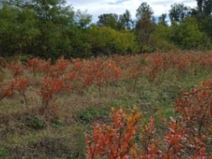 seosko imanje (5).jpg