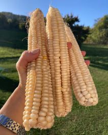 Potočara Dedina vodenica 1892 (2).jpg