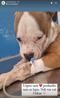 Žena otkrila šta je doživela od Jelene Karleuše dok joj je dete bilo u bolnici