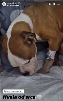 Jelena Karleuša platila operaciju unakaženom psu