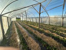 Prve domaće a organske jagode (4).jpg