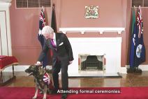 Policijski pas Gavel (3).jpg