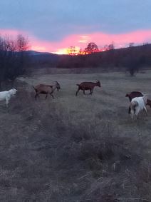 Siniša i Višnja (4).jpg