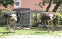 Ljubiša i Gordana (2).jpg