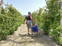 Toplotni talas drma Srbiju (3).jpg