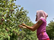 Toplotni talas drma Srbiju (4).jpg