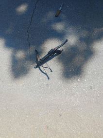 Prve fotografije ispred ambasade Izraela u Beogradu