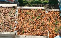 Ivana Tomić (1).jpg