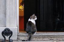 mačak Leri  (5).jpg