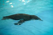 pingvini_zoo_vrt_stefan_stojanović-1 (10).jpg