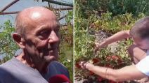 berba paradajza