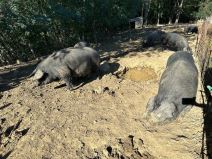 Bivši fudbaler vratio se u rodno selo i uzgaja svinje  (4).jpg