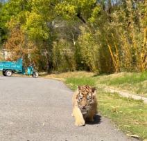 Čovek udomio tigra.jpg