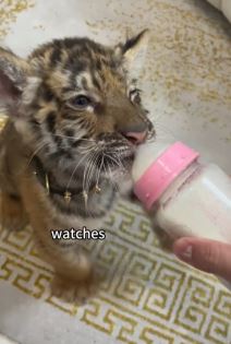 Čovek udomio tigra.jpg