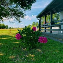 Saša Joksimović (4).jpg