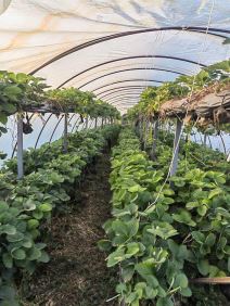 Plastenik jagoda (2).jpg