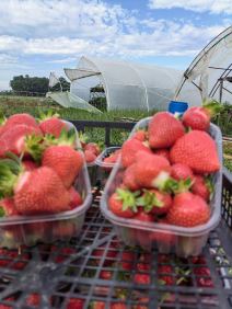 Plastenik jagoda (4).jpg