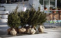 jelke jelka stefan stojanovic copy.jpg