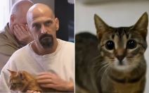 mačke, zatvor, zatvorenici