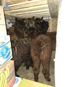 Zaštićene ptice i egzotične lame Horgoš  (4).jpg