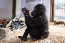 Beba gorila (4).jpg