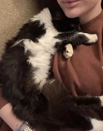 Devojka sa zmijom kućni ljubimci