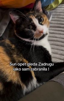Devojka sa zmijom kućni ljubimci