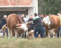 Miloš Matijević  (4).jpg