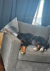 pas koji je pojeo 25 čarapa (2).jpg