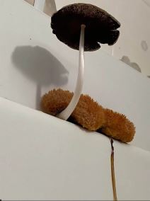 Kupatilo, buđ, pečurke (3).jpg