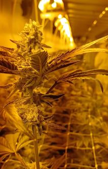 Policija pronašla laboratoriju marihuane kod Zrenjanina