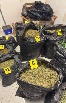 Policija pronašla laboratoriju marihuane kod Zrenjanina