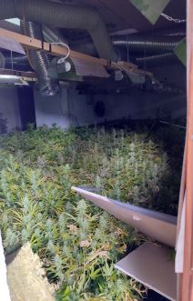 Laboratorija marihuana Despotovac 2.jpg