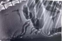 Pas upucan sa 6 metaka 4.jpg