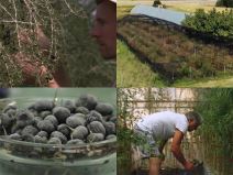 godži bobice (2).jpg