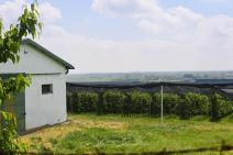 Imanje Ane Ivanović (3).jpg