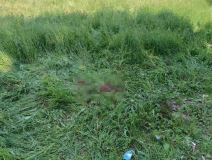 Ubistvo žene u Kragujevcu