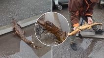 krokodil u Nišu