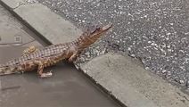 krokodil u Nišu