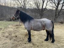 ubistvo konja na zlatiboru (3).jpg