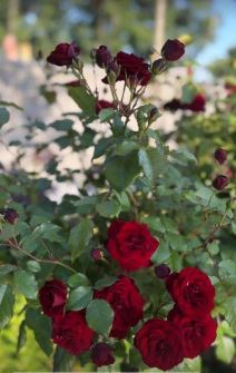 Sonja Lazetić bašta 1.jpg