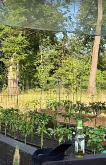 Sonja Lazetić bašta 3.jpg