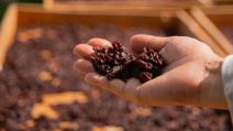 Ruka farmera drži suvo grožđe na dasci za sušenje, na suncu u vinogradu